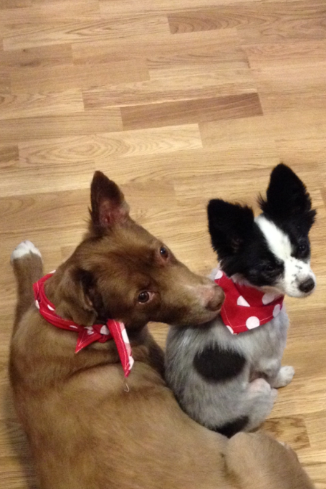 My Happy Dog's Photo