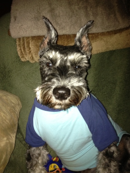 "for Whom The Paw Calls" Logo