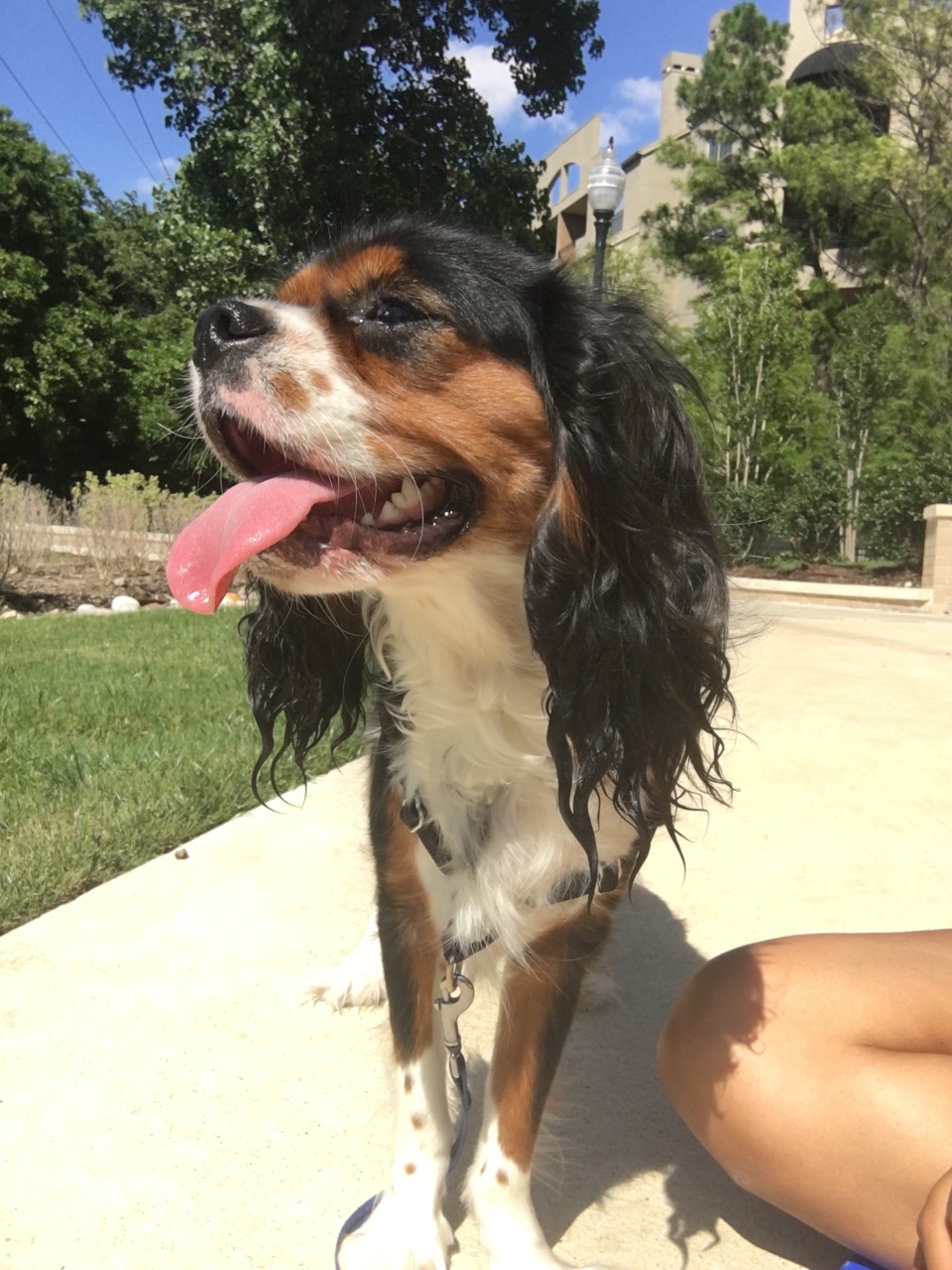 Celi's Dog Walking Service's Photo