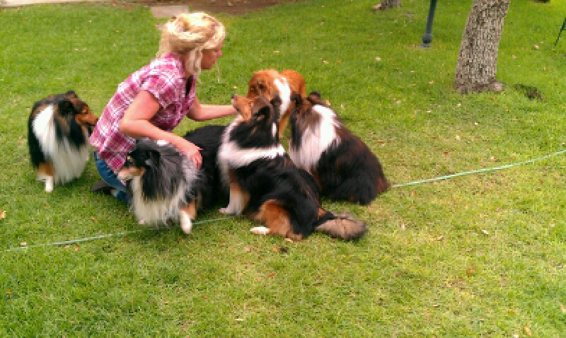 XoXo Pet Sittings & Doggie B&B's Photo