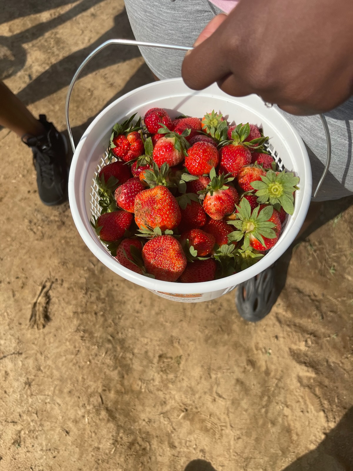 Little Night Owl's Photo