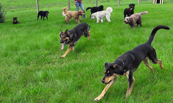 Our Family Pet Sitting, LLC's Photo