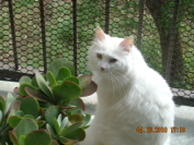 The Cajun Critter Sitter's Photo