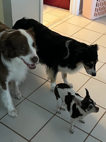 Howell Pet Sitting's Photo