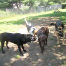 Wags-n-Wiggles Doggie Daycare