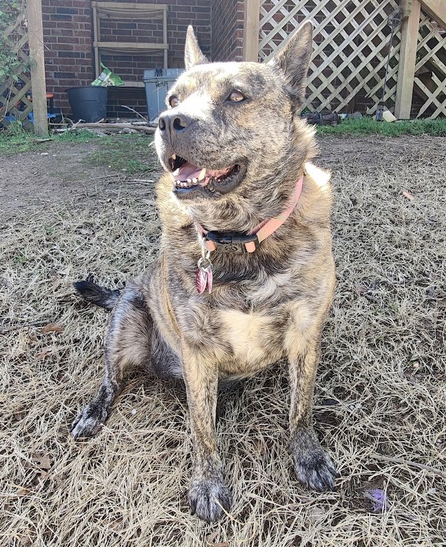 Angel Pet Sitters's Photo