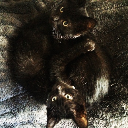 Northshore Aristocats's Photo