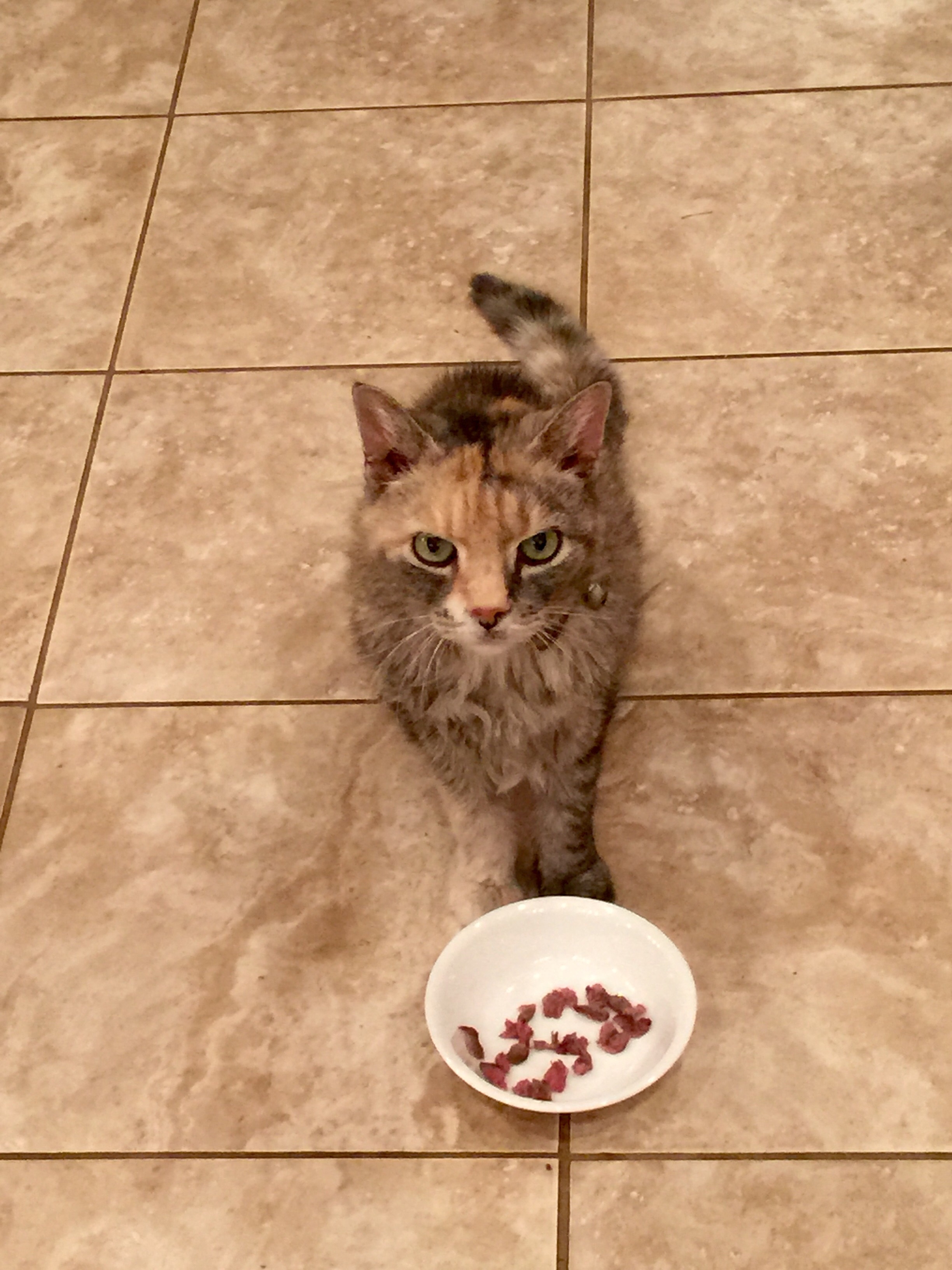 Midlothian Pet Pals's Photo