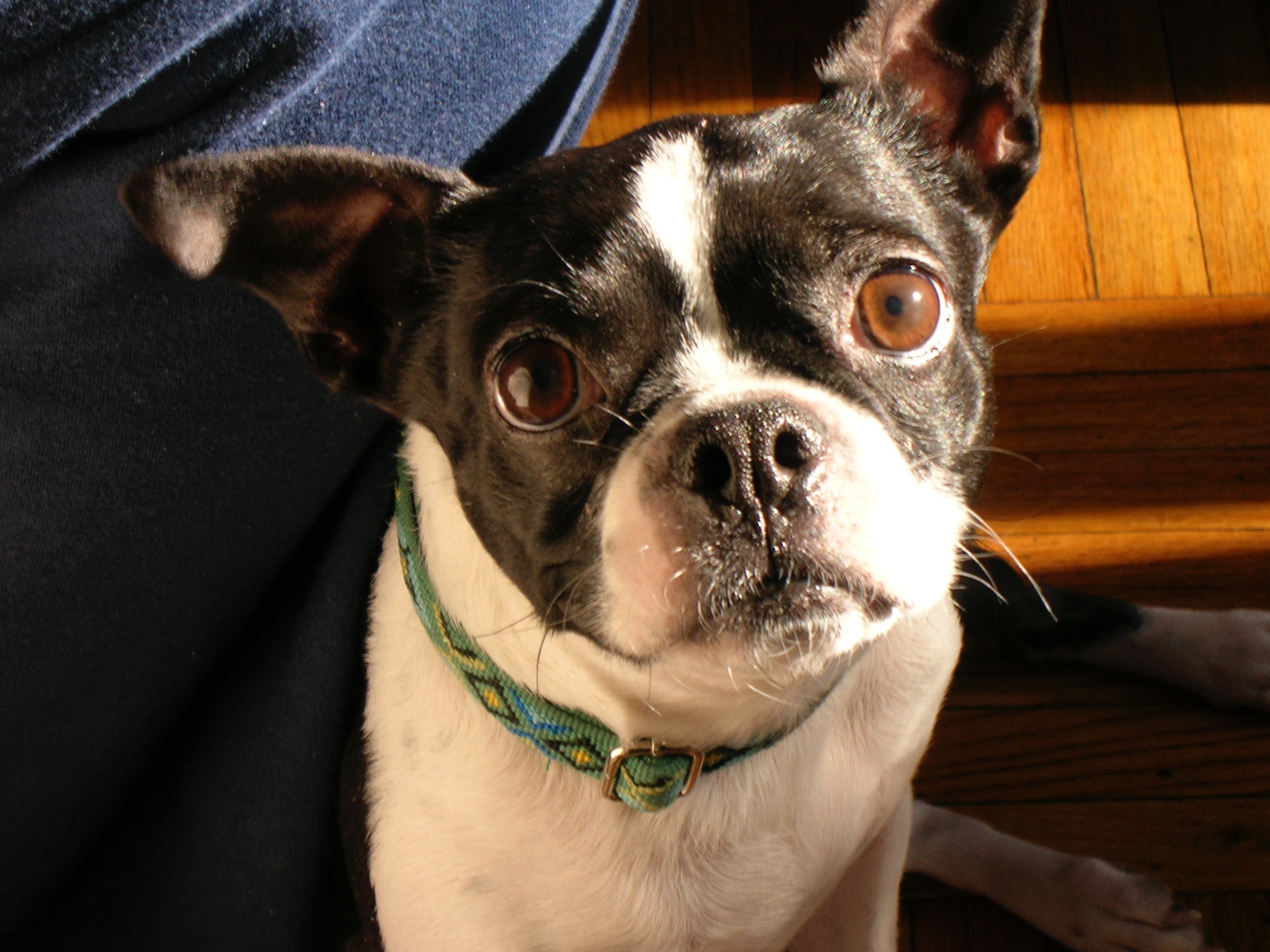 FurryPaws Kare-n-Taxi's Photo