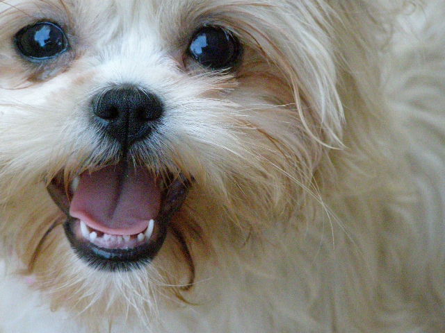 Good Dog! Coaching & Pet Care's Photo