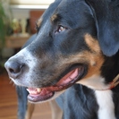 Profile image of Luciana B.