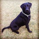 Seeker profile avatar for Sitter Needed For 3 Dogs In Waterford