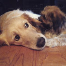 Profile image of Dana L.