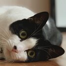 Seeker profile avatar for NYE Wedding - Kid Zone