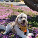 Seeker profile avatar for Sitter Needed For 10 Y/o Goldendoodle In Studio City