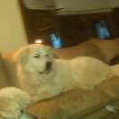 Profile image of Pampered Pet Sitting P.