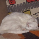 Profile image of Richard D.