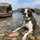 Seeker profile avatar for Sitter Needed For 1 Dog, 1 Cat In South Portland