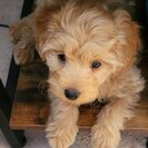 Seeker profile avatar for Looking For A Pet Sitter For 2 Dogs In Asheboro