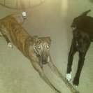 Photo for Sitter Needed For 2 Dog, 3 Cat In Liverpool