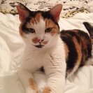 Seeker profile avatar for Companion Care Needed For My Mother In Owensville