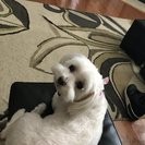 Seeker profile avatar for Seeking Part-time Senior Care Provider In Laurel