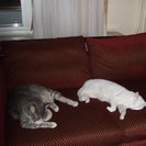 Photo for Sitter Needed For 2 Cats In Winchester