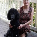 Photo for Walker Needed For Standard Poodle In Rancho Palos Verdes