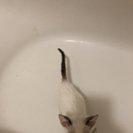 Seeker profile avatar for Looking For A Pet Sitter For 2 Cats In Vero Beach