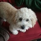 Photo for Nanny Needed In Royal Oak