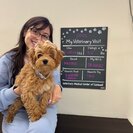 Photo for Looking For A Trustworthy Regular Go To Puppy Sitter.