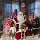 Seeker profile avatar for Looking For A Pet Sitter For 3 Dogs In Campbell