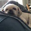 Photo for Looking For A Dependable House Cleaner For Family Living In Freeville