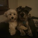 Photo for Sitter Needed For 4 Dogs In Black Diamond