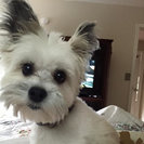 Seeker profile avatar for Looking For A Dependable House Cleaner For One Person Living In Lawrence Township.