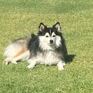 Photo for Looking For A Pet Sitter For 3 Dogs, 2 Cats In Mesa