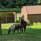 Photo for Sitter Needed For 2 Horses In Cassopolis