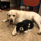 Photo for Looking For A Pet Sitter For 2 Dogs In Audubon