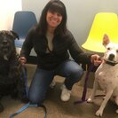 Seeker profile avatar for Walker Needed For 2 Dogs In Warren