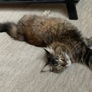 Photo for Looking For A Pet Sitter For 1 Cat In Denver