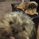 Seeker profile avatar for Companion Care Needed For My Mother In Redmond