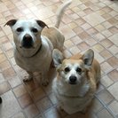 Seeker profile avatar for Dog Walker Needed For 2 Sweet Senior Dogs In Hicksville