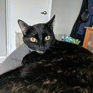 Seeker profile avatar for Looking For A Litter Scooper 2-3 Times/week