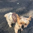 Seeker profile avatar for Flexible House Cleaner/Babysit/Laundry/Errands/Random Help