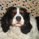 Seeker profile avatar for Need Great Housecleaner For 4-5 Hours Every Other Wednesday, Some Light Pet Care Too