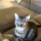 Photo for Sitter Needed For 1 Cat In Cedar City