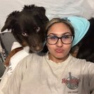 Seeker profile avatar for Need Training For My Reactive Dog Apollo (2 Year Old Aussie )