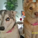 Seeker profile avatar for Looking For A Pet Sitter For 1 Dog In Bakersfield