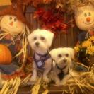 Seeker profile avatar for Looking For A Math, Foreign Language Tutor In Niantic.