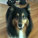Photo for Nanny Needed Near UNC Campus!